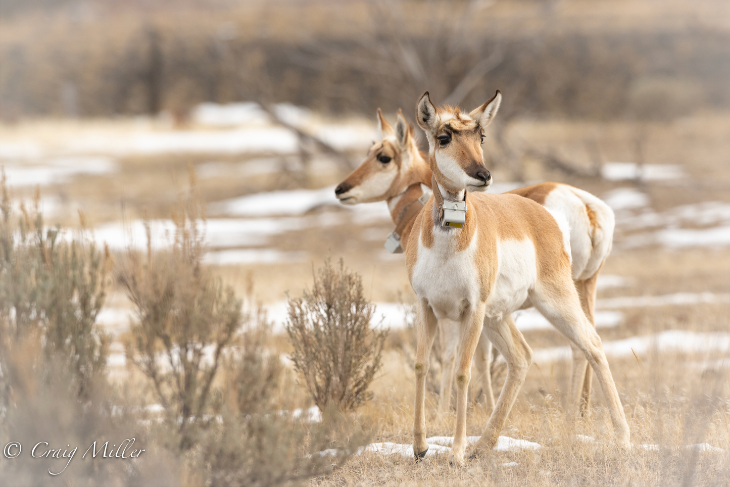 GPS Collars for Montana Pronghorn Research