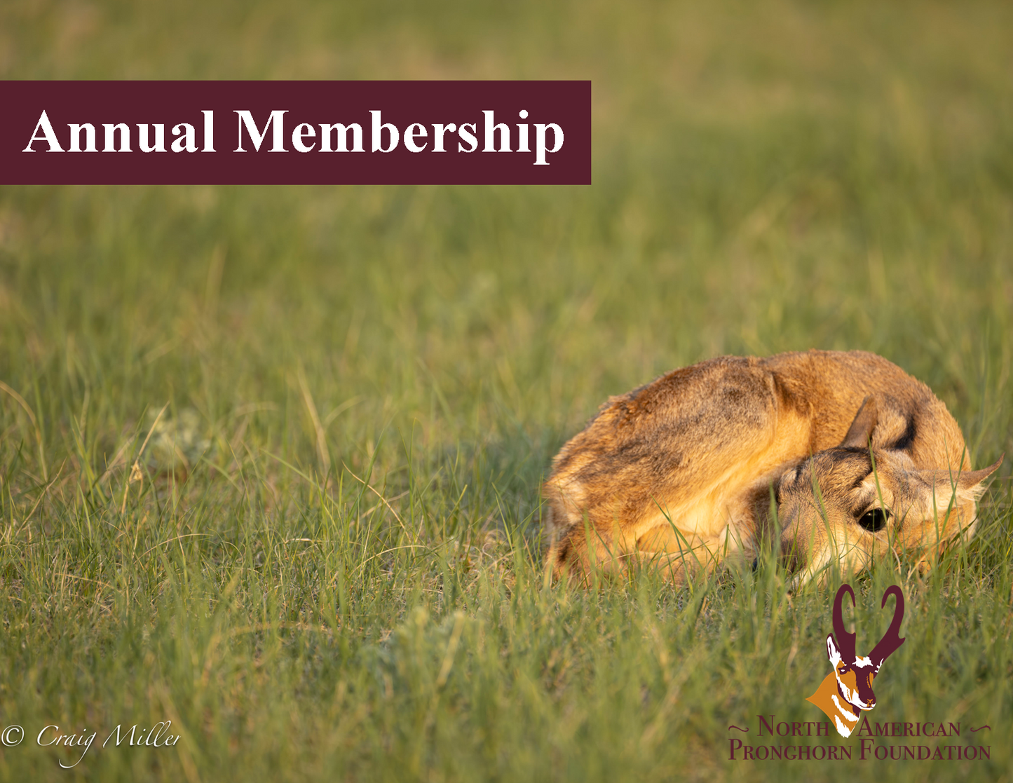 Annual Membership