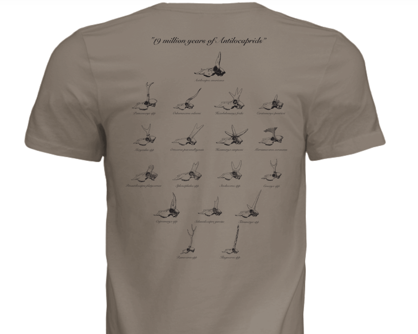 19 Million years of Antilocaprids T