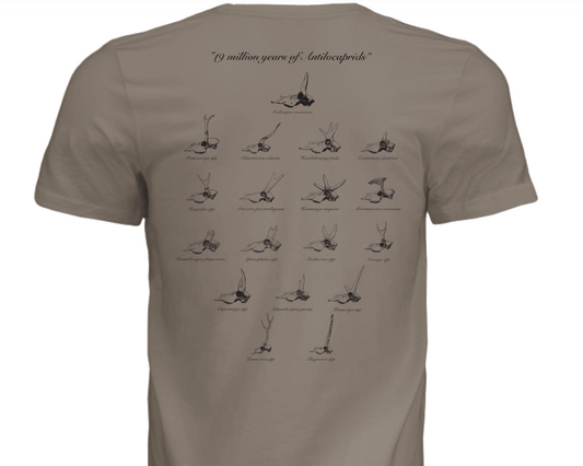 19 Million years of Antilocaprids T